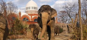 A couple of elephants are standing in the dirt