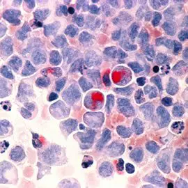 A close up of the cells in the body