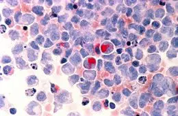 A close up of the blood cells in an animal
