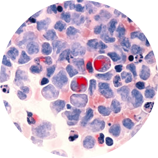 A close up of the blood cells in a cell
